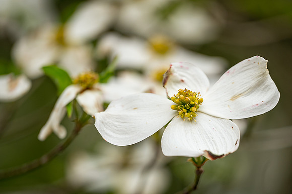 dogwood
