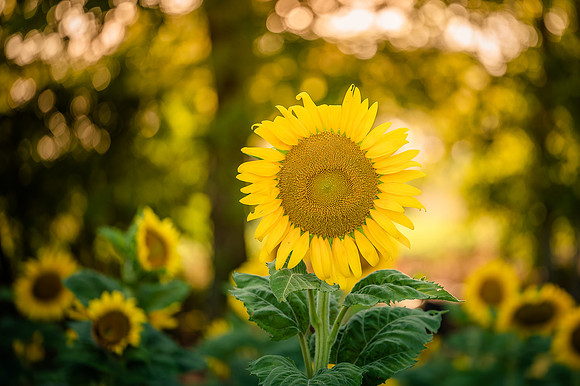 sunflowers