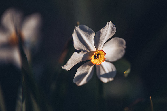 _7508332