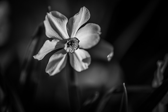 _7508333