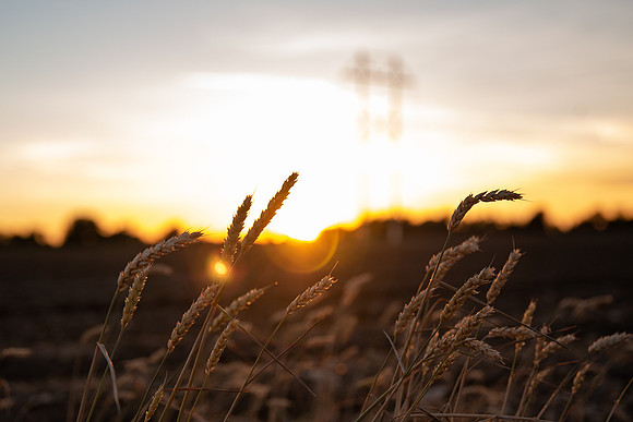winter wheat