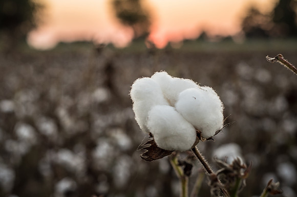 cotton boll