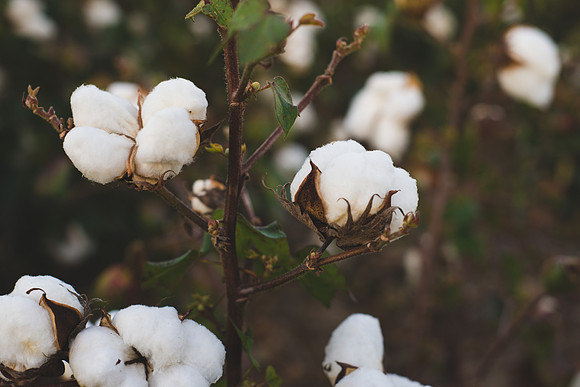 cotton boll