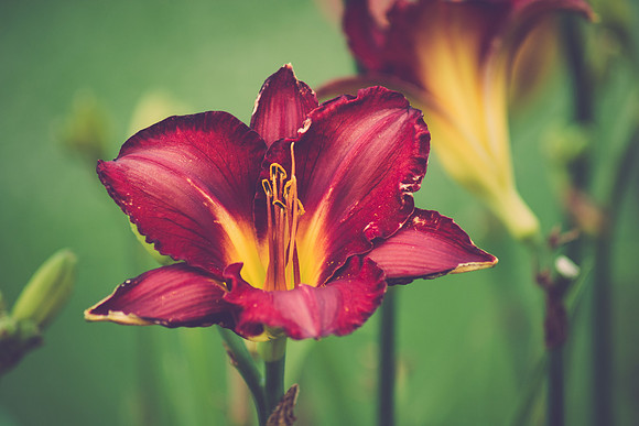 lily