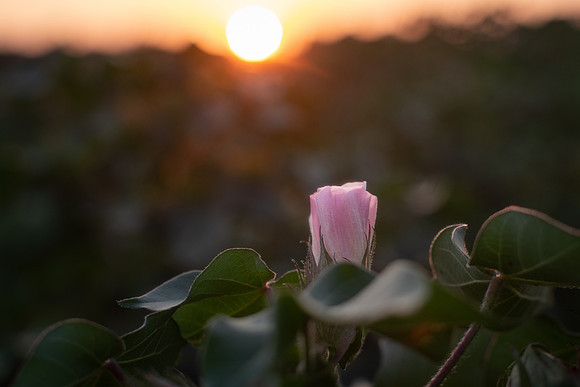 cotton blossom