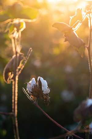 cotton