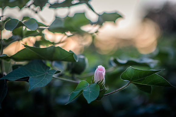 cotton blossom