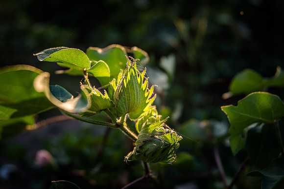 cotton
