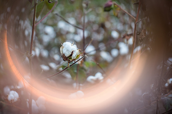 cotton