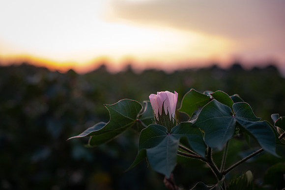 cotton blossom