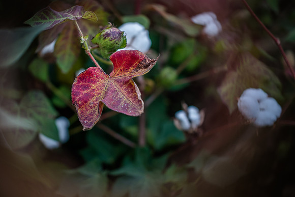 fall cotton