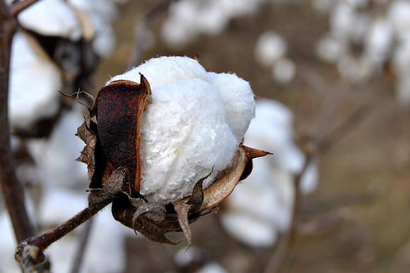 cotton boll