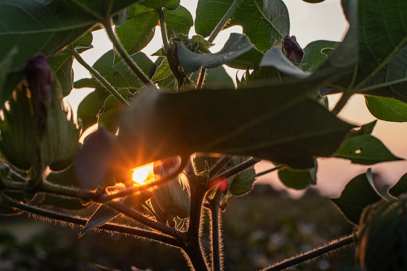 cotton plant
