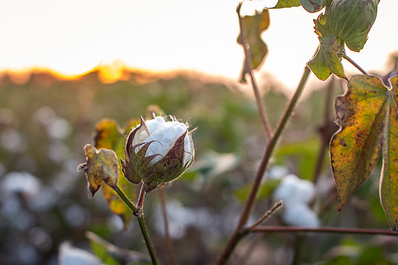 cotton boll