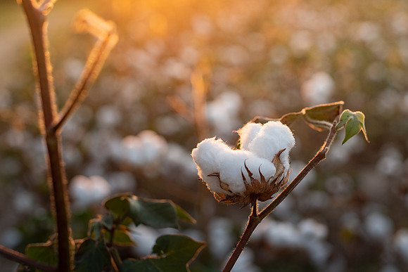 cotton