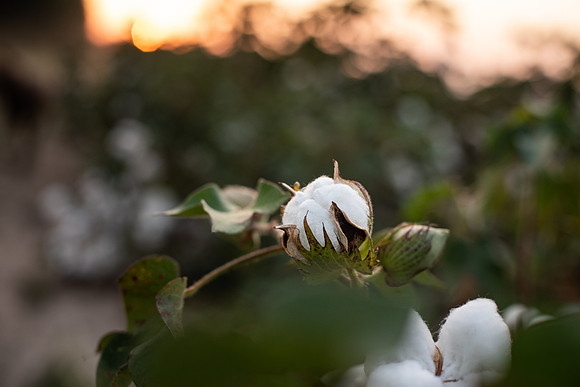 cotton