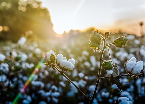 cotton