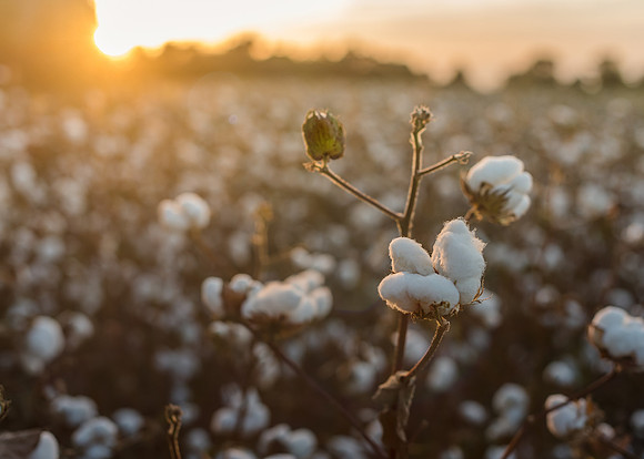 cotton