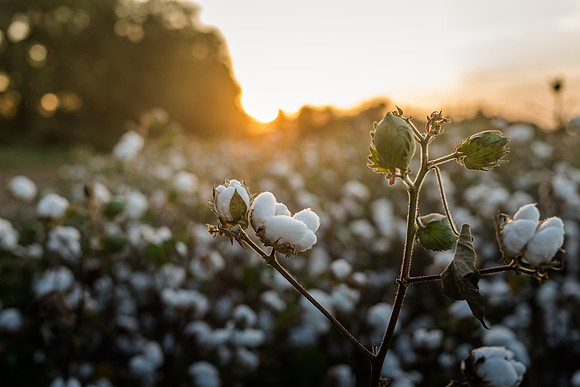 cotton