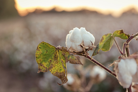 cotton boll