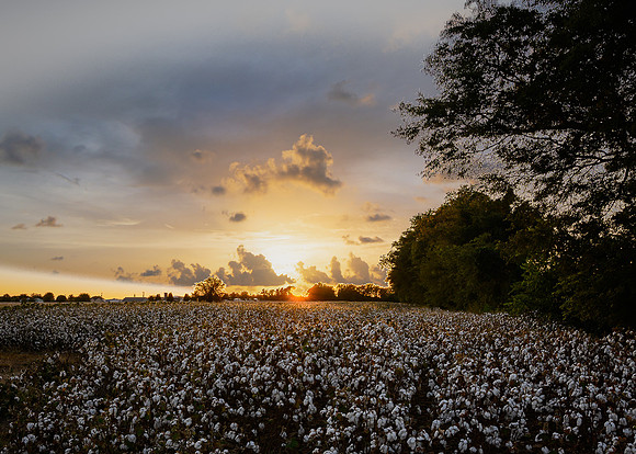 cotton field