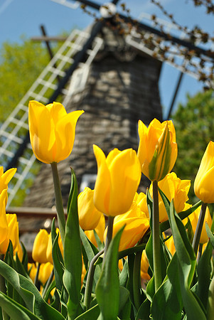 tulips