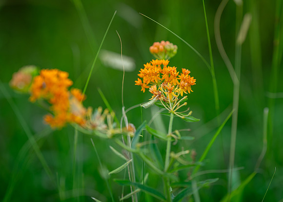 orange flowers