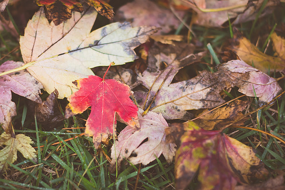 red leaf