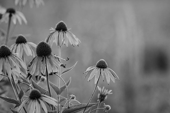 black and white flowers