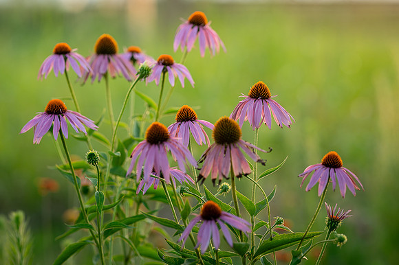 coneflowers
