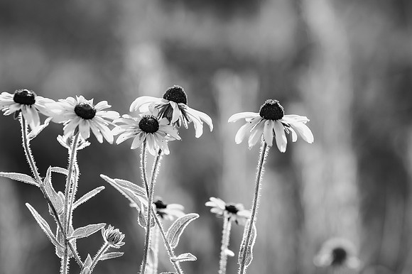 black eye susans