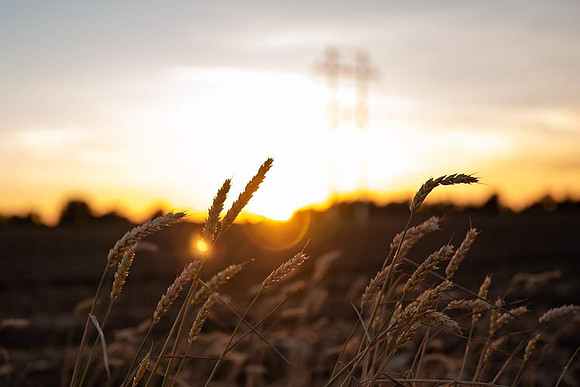 wheat