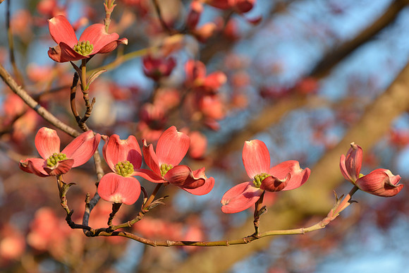 pink dogwood