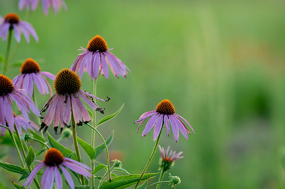 coneflowers