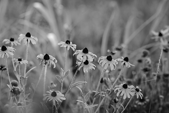 field of flowers