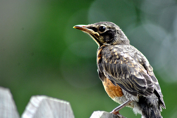 robin