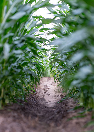 corn