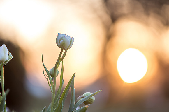 tulips