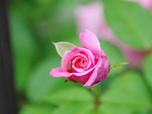 pink rose