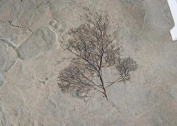 Z62_3444