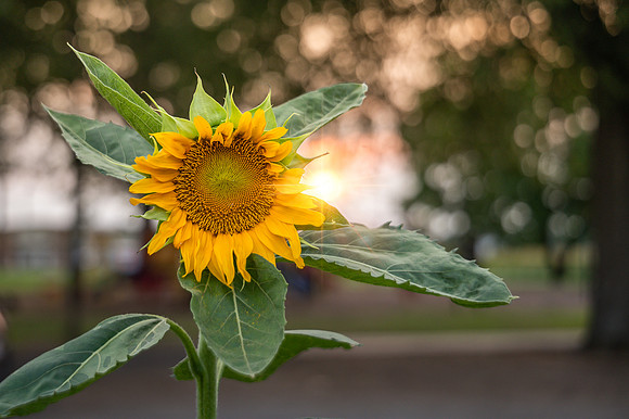 sunflower