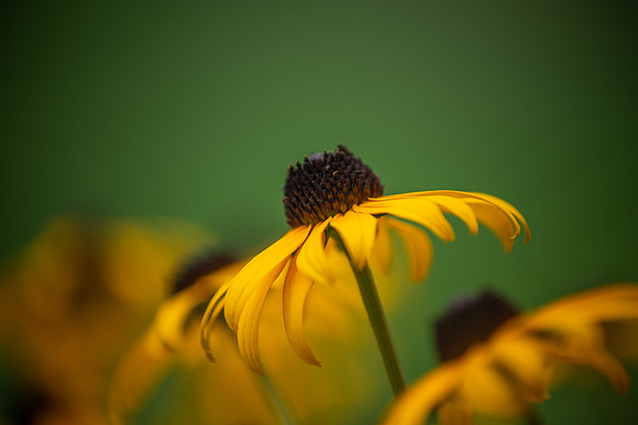 black eye susan