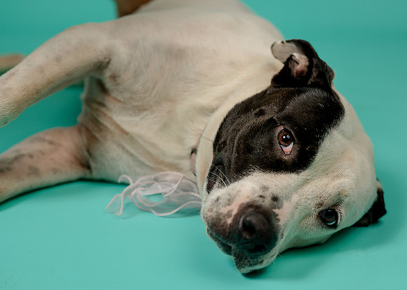 Z62_9291