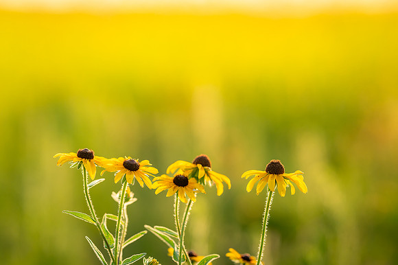 black eye susans